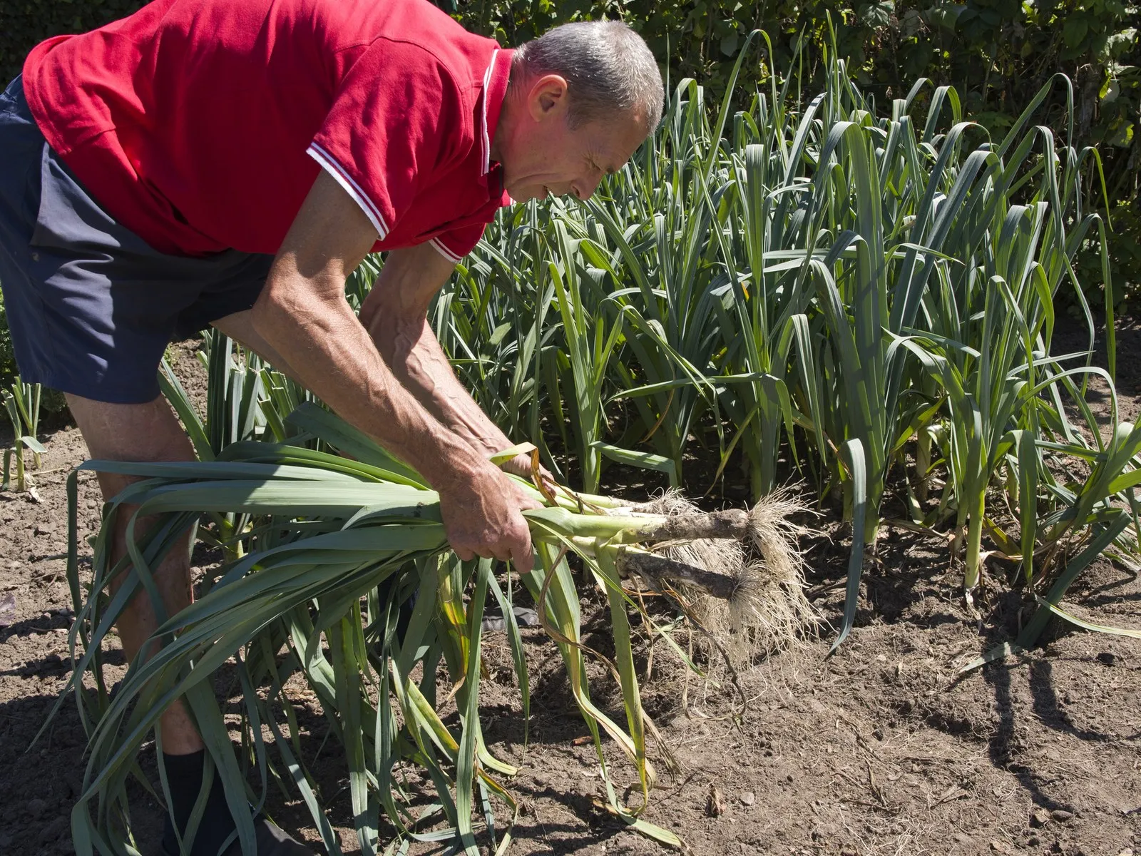 Verse prei die met wortel en al uit de grond wordt geoogst in een biologische groentetuin